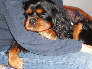 Snoopy gestern Abend - repräsentiert unsere Müdigkeit bestens :)